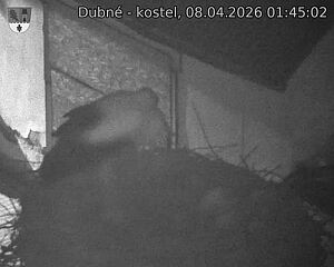 Capi_Dubne_20260408_014502.jpg (1350&nbsp;x&nbsp;1080)