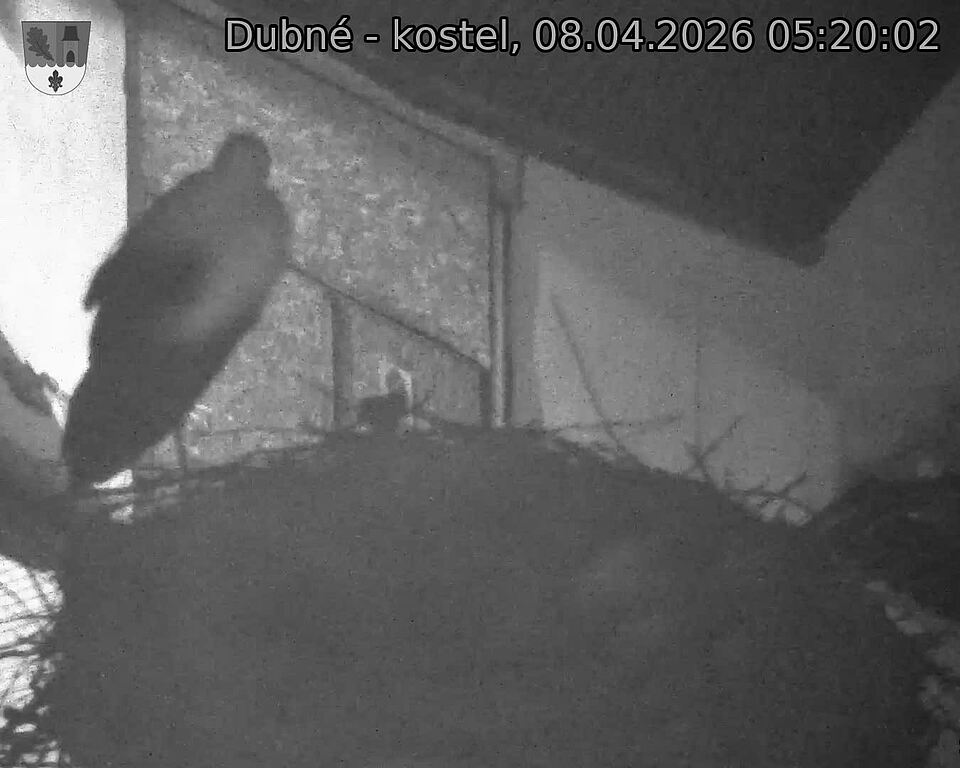 Capi_Dubne_20260408_052002.jpg (1350&nbsp;x&nbsp;1080)