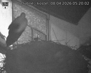 Capi_Dubne_20260408_052002.jpg (1350&nbsp;x&nbsp;1080)