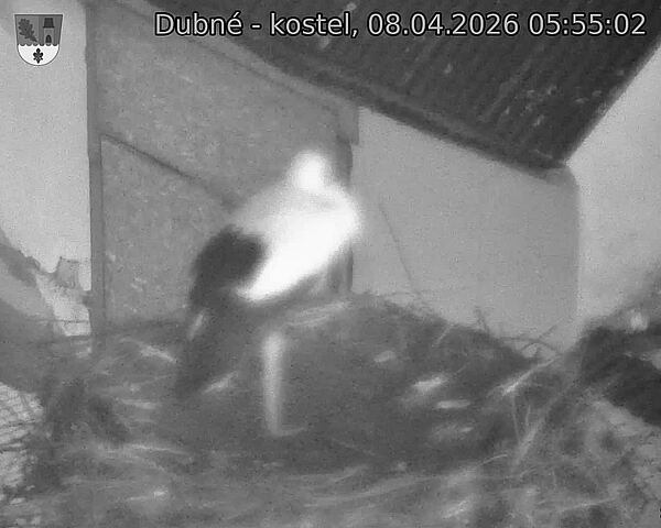 Capi_Dubne_20260408_055502.jpg (1350&nbsp;x&nbsp;1080)