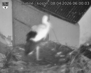 Capi_Dubne_20260408_060003.jpg (1350&nbsp;x&nbsp;1080)