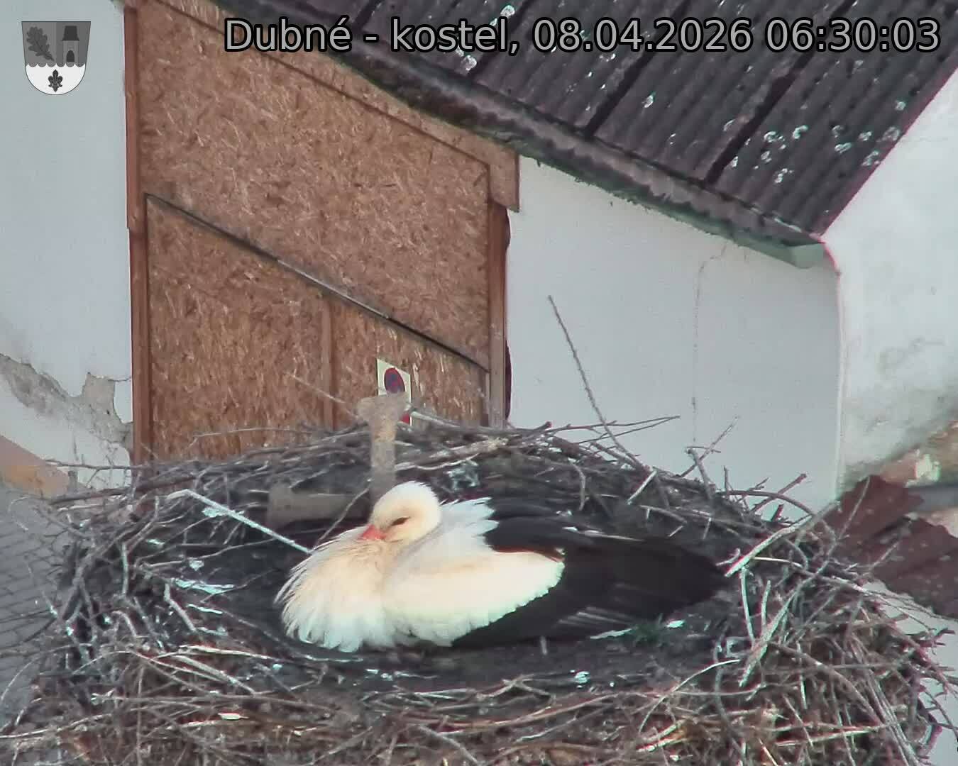 Capi_Dubne_20260408_063003.jpg (1350&nbsp;x&nbsp;1080)