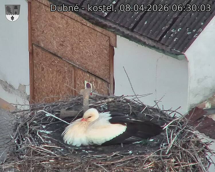 Capi_Dubne_20260408_063003.jpg (1350&nbsp;x&nbsp;1080)