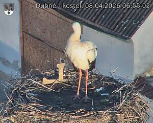 Capi_Dubne_20260408_065502.jpg (1350&nbsp;x&nbsp;1080)