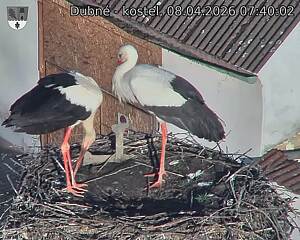 Capi_Dubne_20260408_074002.jpg (1350&nbsp;x&nbsp;1080)