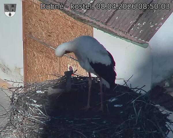 Capi_Dubne_20260408_085003.jpg (1350&nbsp;x&nbsp;1080)