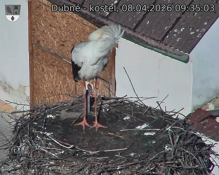 Capi_Dubne_20260408_093503.jpg (1350&nbsp;x&nbsp;1080)