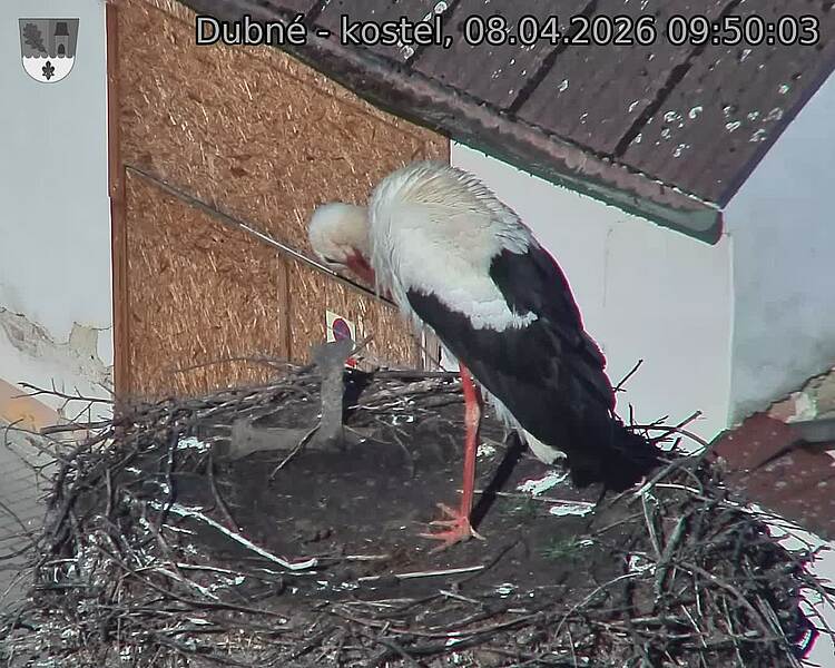 Capi_Dubne_20260408_095003.jpg (1350&nbsp;x&nbsp;1080)