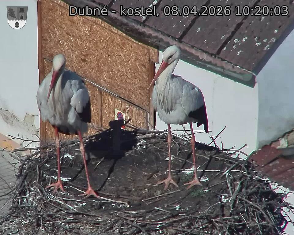 Capi_Dubne_20260408_102003.jpg (1350&nbsp;x&nbsp;1080)