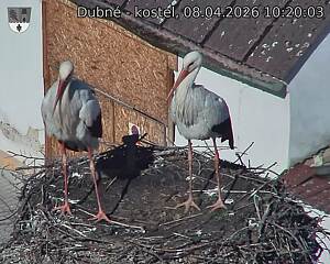 Capi_Dubne_20260408_102003.jpg (1350&nbsp;x&nbsp;1080)