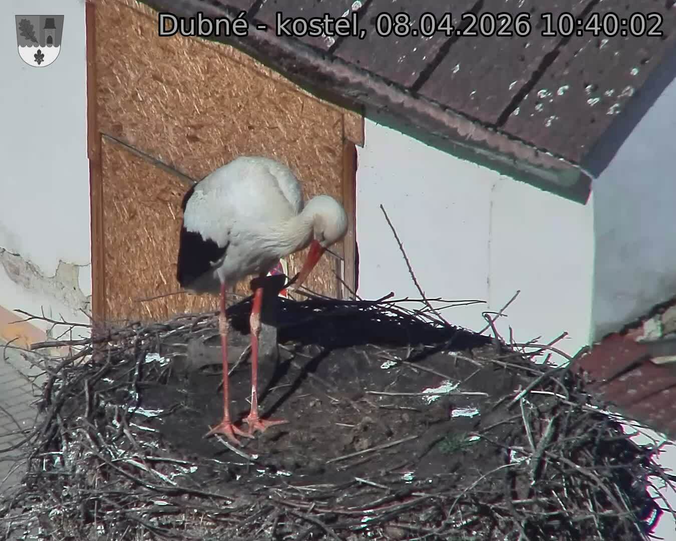 Capi_Dubne_20260408_104002.jpg (1350&nbsp;x&nbsp;1080)