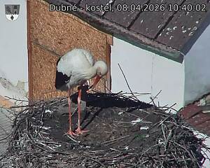 Capi_Dubne_20260408_104002.jpg (1350&nbsp;x&nbsp;1080)