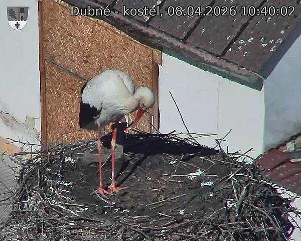 Capi_Dubne_20260408_104002.jpg (1350&nbsp;x&nbsp;1080)