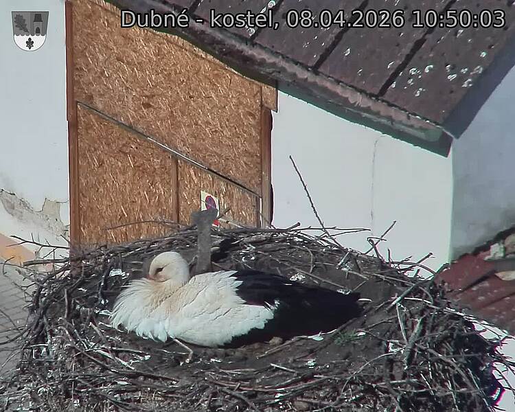 Capi_Dubne_20260408_105003.jpg (1350&nbsp;x&nbsp;1080)