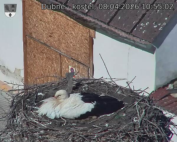 Capi_Dubne_20260408_105502.jpg (1350&nbsp;x&nbsp;1080)