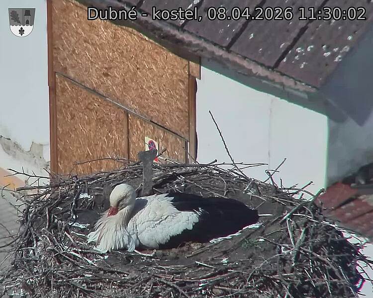 Capi_Dubne_20260408_113002.jpg (1350&nbsp;x&nbsp;1080)