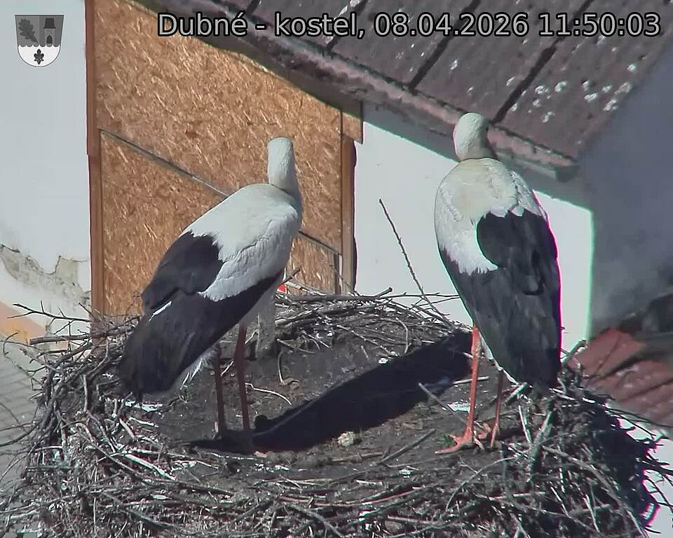 Capi_Dubne_20260408_115003.jpg (1350&nbsp;x&nbsp;1080)