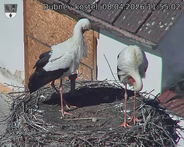 Capi_Dubne_20260408_115502.jpg (1350&nbsp;x&nbsp;1080)