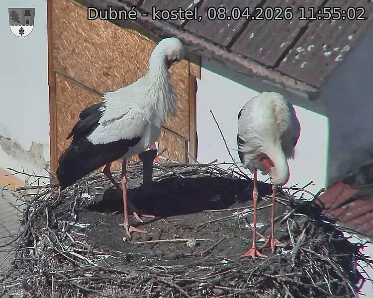 Capi_Dubne_20260408_115502.jpg (1350&nbsp;x&nbsp;1080)