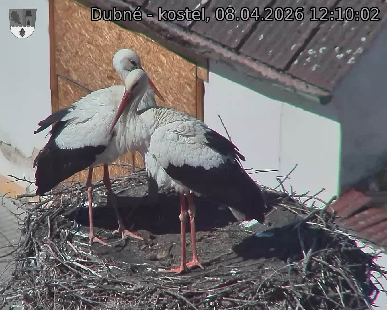 Capi_Dubne_20260408_121003.jpg (1350&nbsp;x&nbsp;1080)