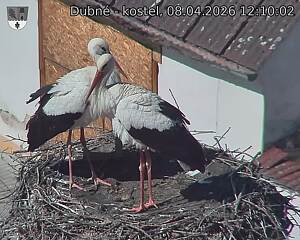 Capi_Dubne_20260408_121003.jpg (1350&nbsp;x&nbsp;1080)