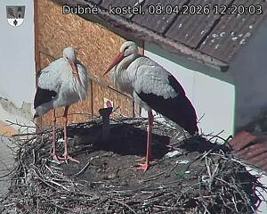 Capi_Dubne_20260408_122003.jpg (1350&nbsp;x&nbsp;1080)