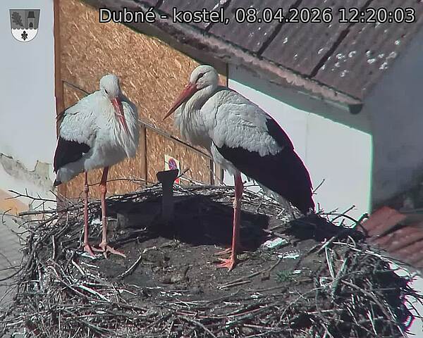 Capi_Dubne_20260408_122003.jpg (1350&nbsp;x&nbsp;1080)