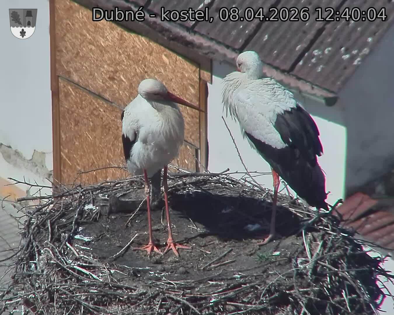 Capi_Dubne_20260408_124004.jpg (1350&nbsp;x&nbsp;1080)