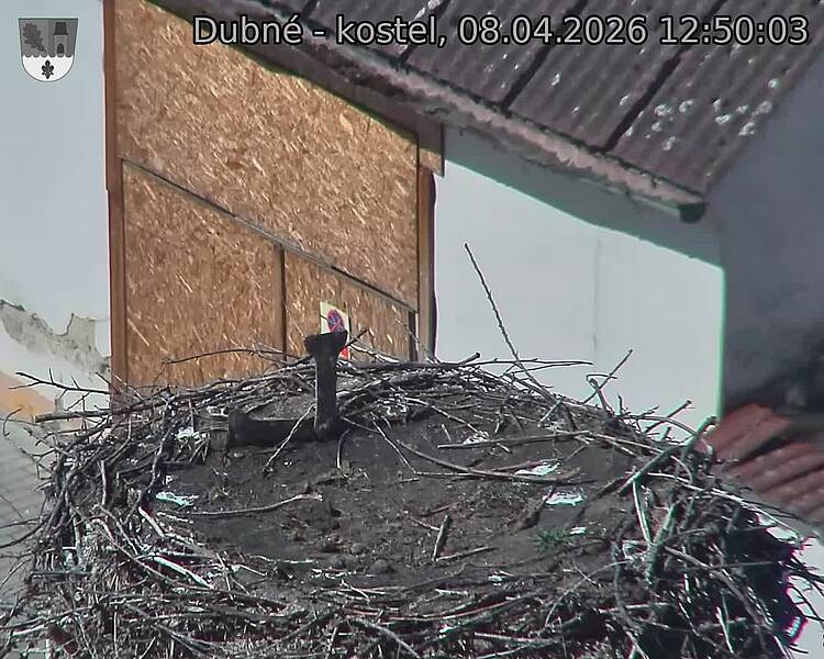 Capi_Dubne_20260408_125003.jpg (1350&nbsp;x&nbsp;1080)