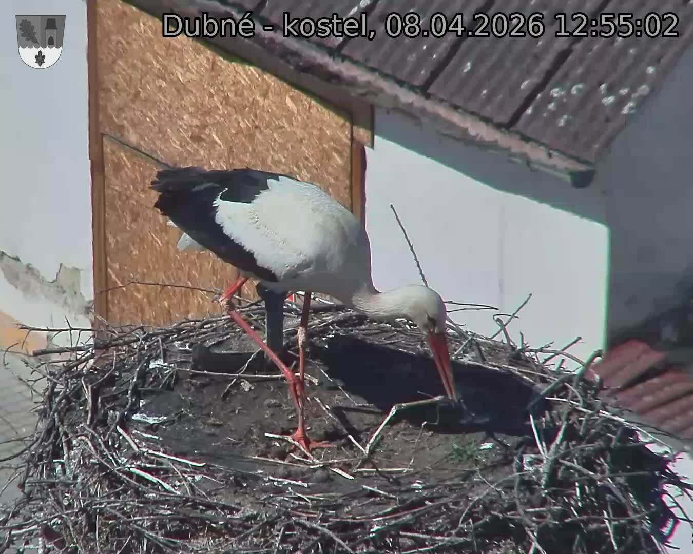 Capi_Dubne_20260408_125502.jpg (1350&nbsp;x&nbsp;1080)