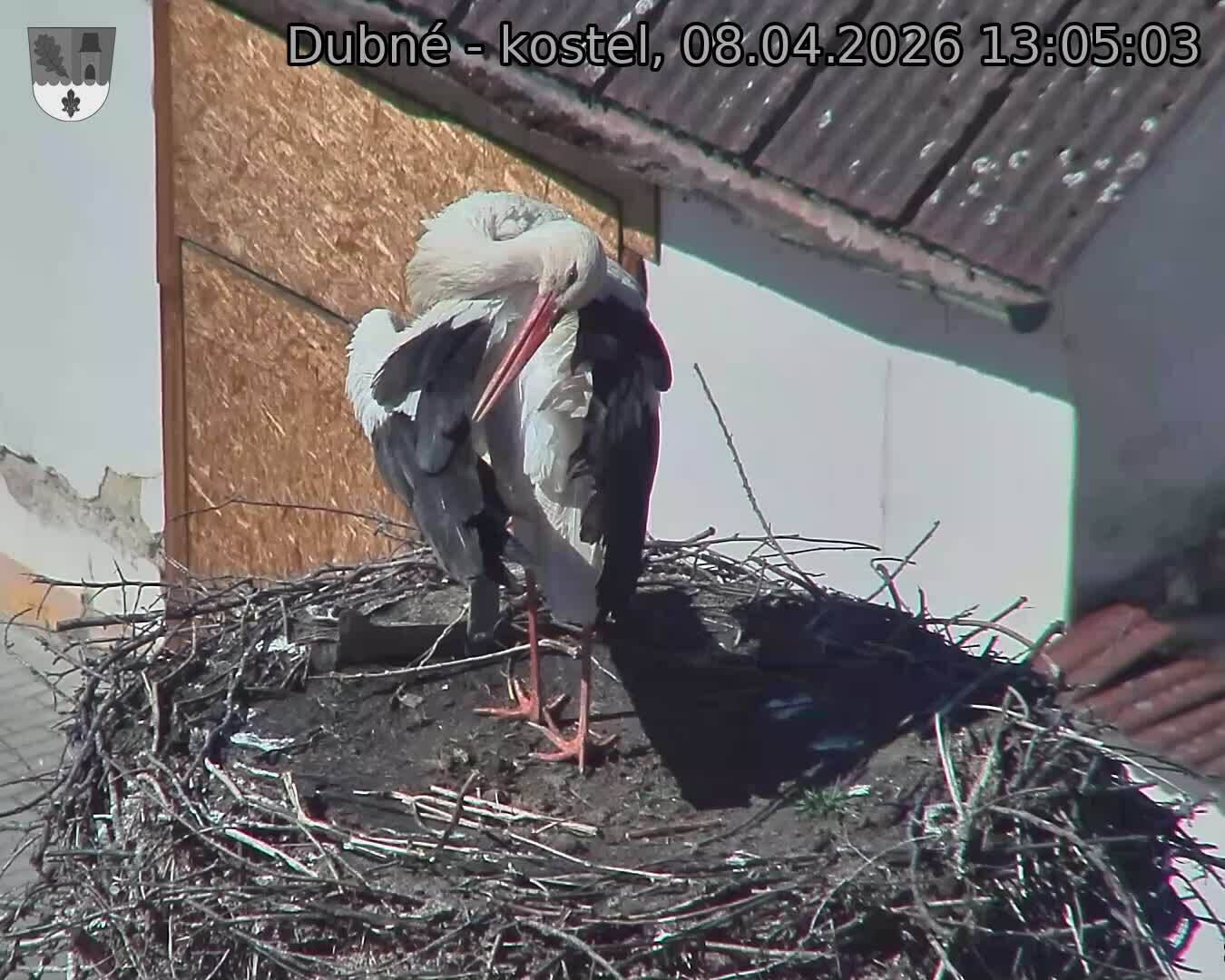 Capi_Dubne_20260408_130503.jpg (1350&nbsp;x&nbsp;1080)