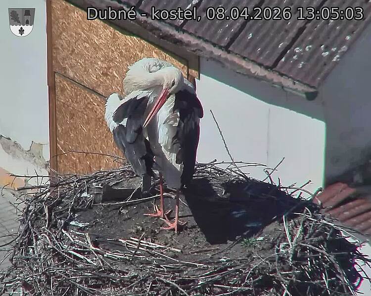 Capi_Dubne_20260408_130503.jpg (1350&nbsp;x&nbsp;1080)