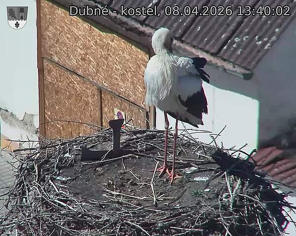 Capi_Dubne_20260408_134002.jpg (1350&nbsp;x&nbsp;1080)