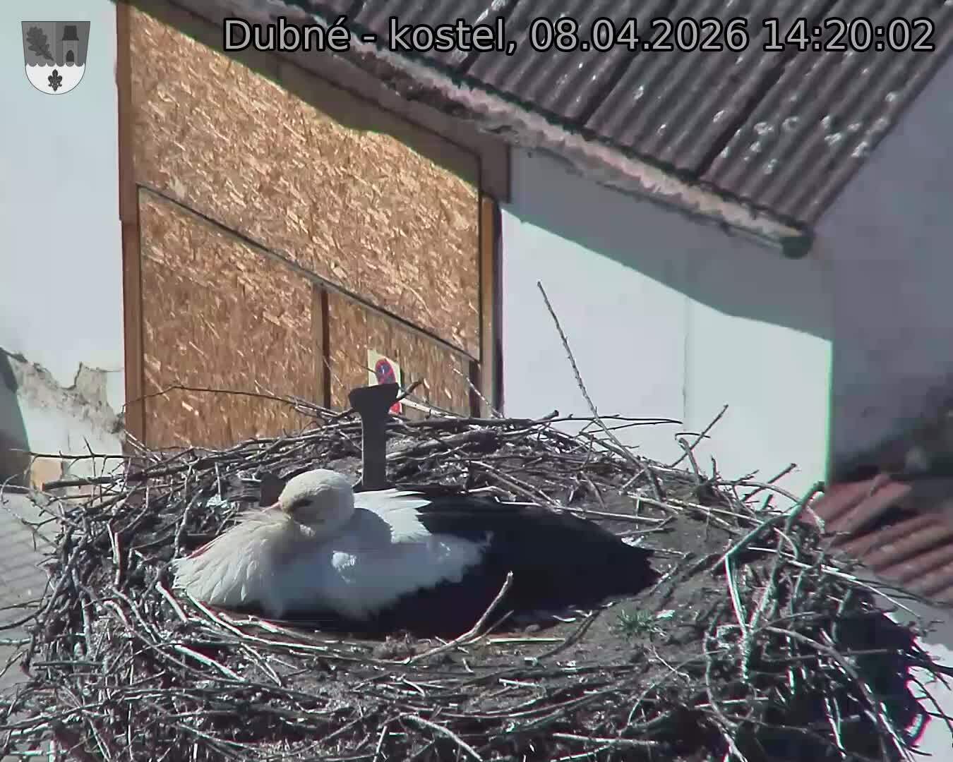 Capi_Dubne_20260408_142003.jpg (1350&nbsp;x&nbsp;1080)