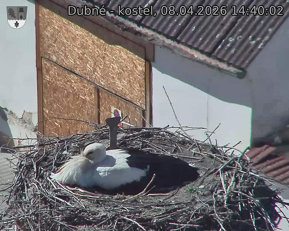 Capi_Dubne_20260408_144002.jpg (1350&nbsp;x&nbsp;1080)