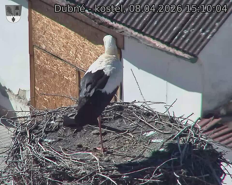 Capi_Dubne_20260408_151004.jpg (1350&nbsp;x&nbsp;1080)