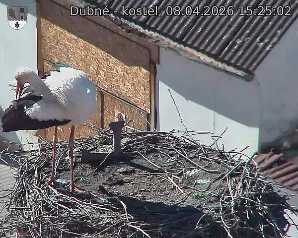 Capi_Dubne_20260408_152502.jpg (1350&nbsp;x&nbsp;1080)