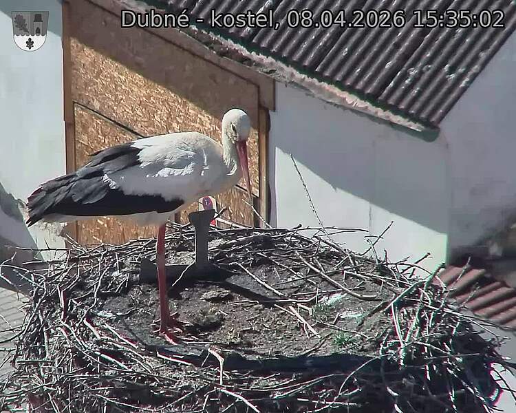 Capi_Dubne_20260408_153502.jpg (1350&nbsp;x&nbsp;1080)