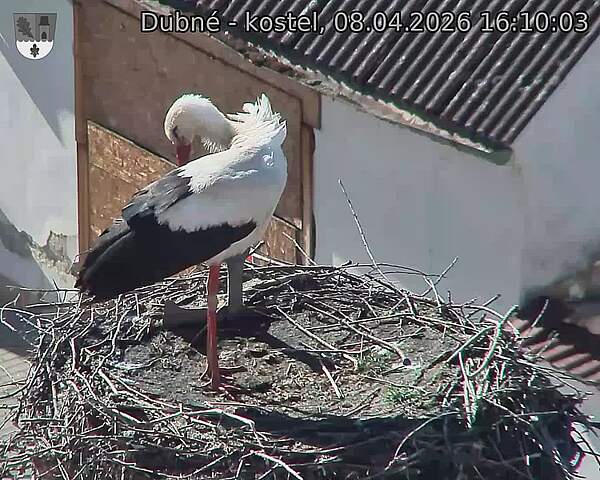 Capi_Dubne_20260408_161003.jpg (1350&nbsp;x&nbsp;1080)