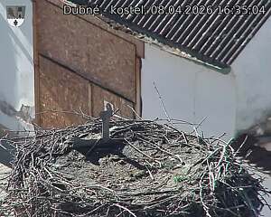 Capi_Dubne_20260408_163504.jpg (1350&nbsp;x&nbsp;1080)