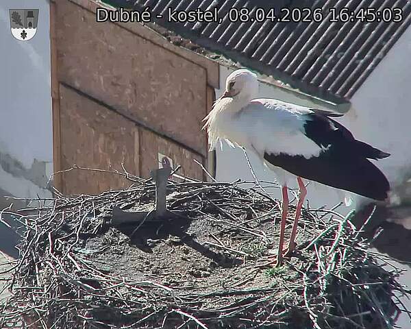 Capi_Dubne_20260408_164503.jpg (1350&nbsp;x&nbsp;1080)