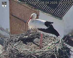 Capi_Dubne_20260408_165002.jpg (1350&nbsp;x&nbsp;1080)