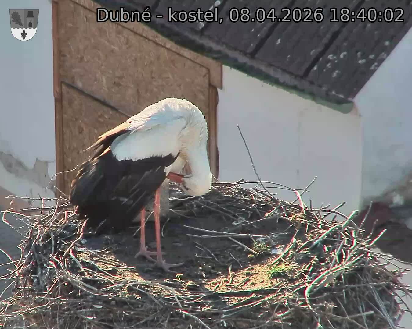 Capi_Dubne_20260408_184002.jpg (1350&nbsp;x&nbsp;1080)