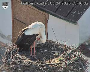 Capi_Dubne_20260408_184002.jpg (1350&nbsp;x&nbsp;1080)