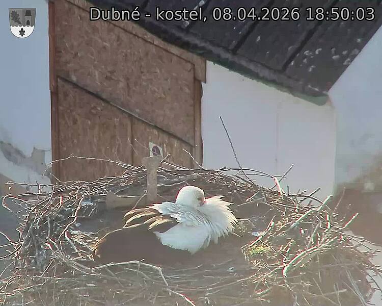 Capi_Dubne_20260408_185003.jpg (1350&nbsp;x&nbsp;1080)