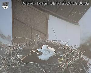 Capi_Dubne_20260408_190002.jpg (1350&nbsp;x&nbsp;1080)