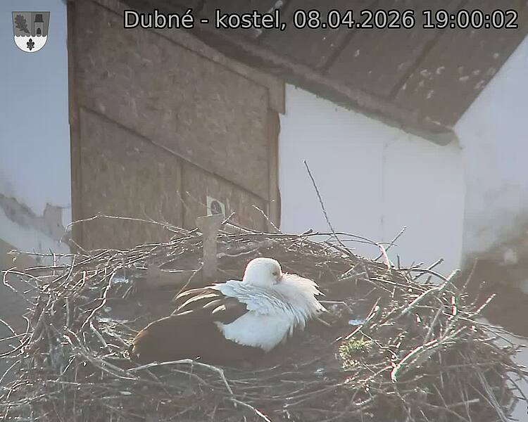 Capi_Dubne_20260408_190002.jpg (1350&nbsp;x&nbsp;1080)