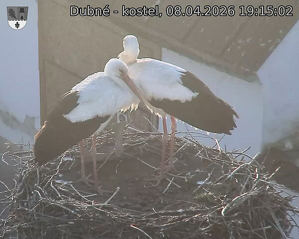 Capi_Dubne_20260408_191502.jpg (1350&nbsp;x&nbsp;1080)