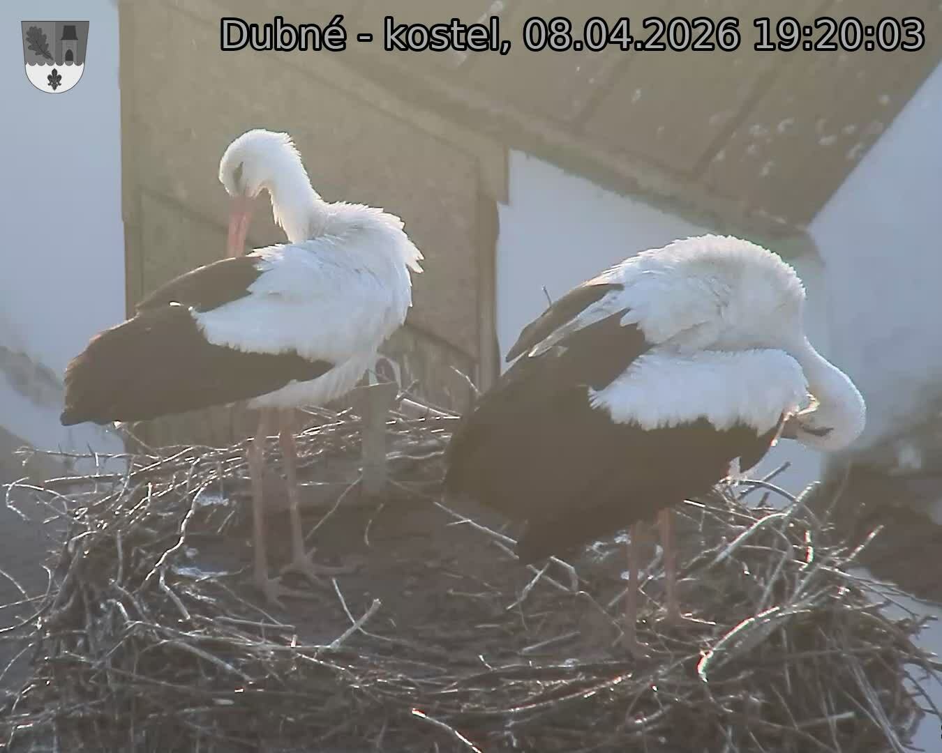 Capi_Dubne_20260408_192003.jpg (1350&nbsp;x&nbsp;1080)
