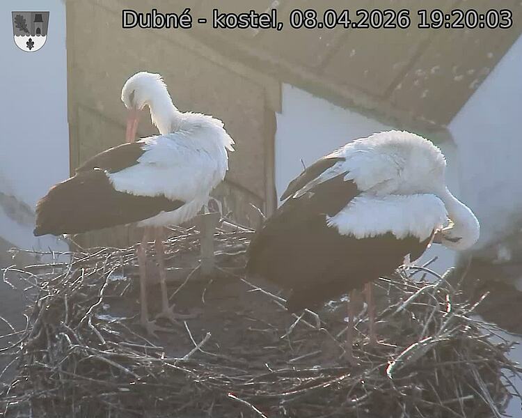 Capi_Dubne_20260408_192003.jpg (1350&nbsp;x&nbsp;1080)